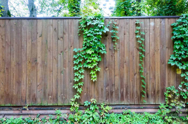 Tanaman merambat di pagar kayu